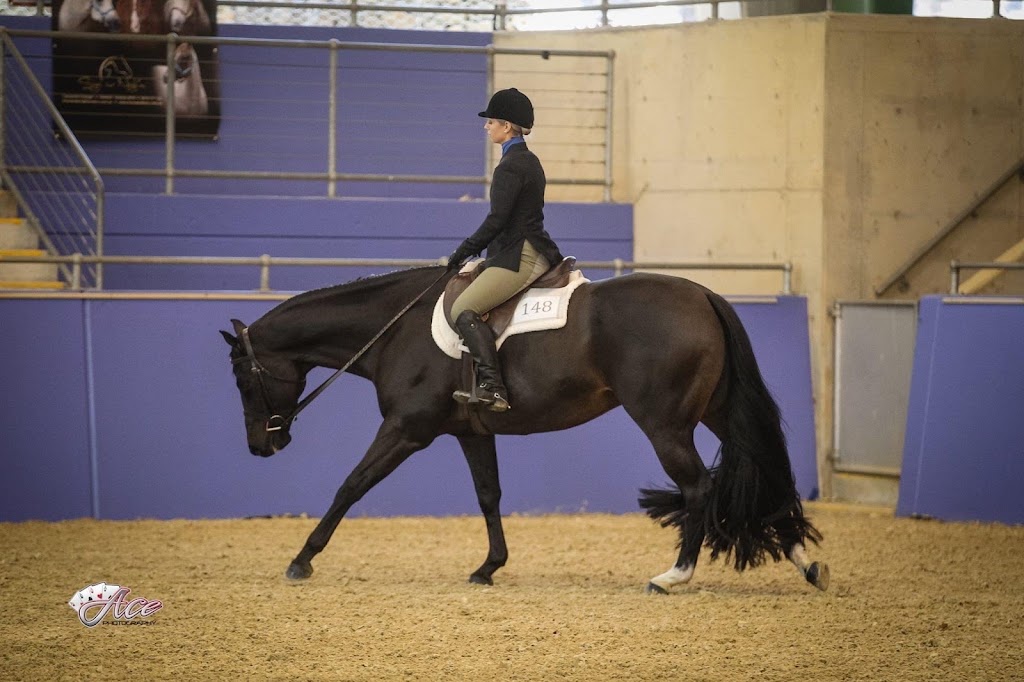 Boutique Show Horses | 251 Spring Flat S Ln, Spring Flat NSW 2850, Australia | Phone: 0428 550 615