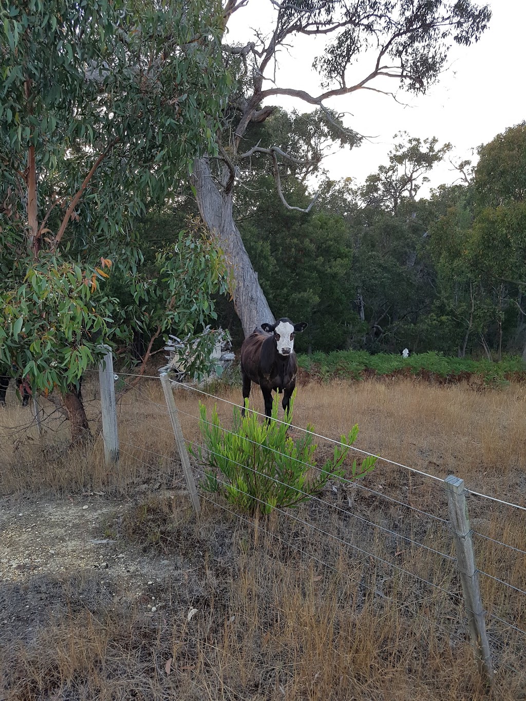 Whinbury Hill Horse Camp | Paraparap VIC 3240, Australia