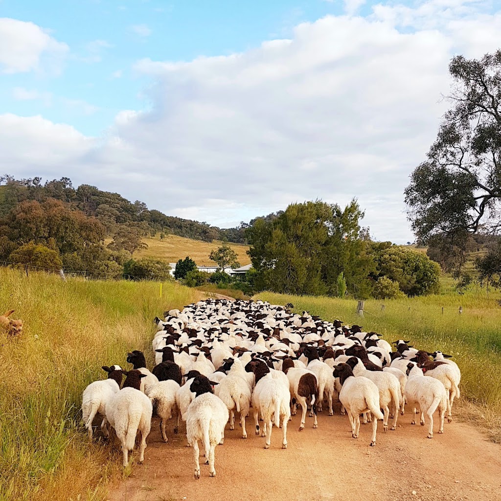 Piambong Creek Farm Tours | point of interest | 1565 Lower Piambong Rd, Piambong NSW 2850, Australia | 0438090525 OR +61 438 090 525