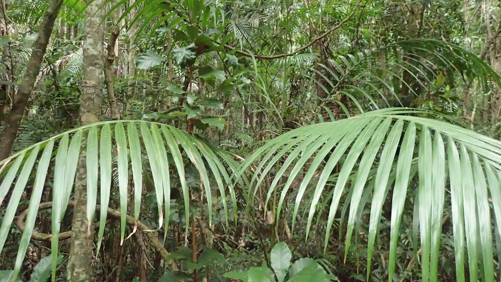 Eudlo Creek National Park | Palmwoods QLD 4555, Australia