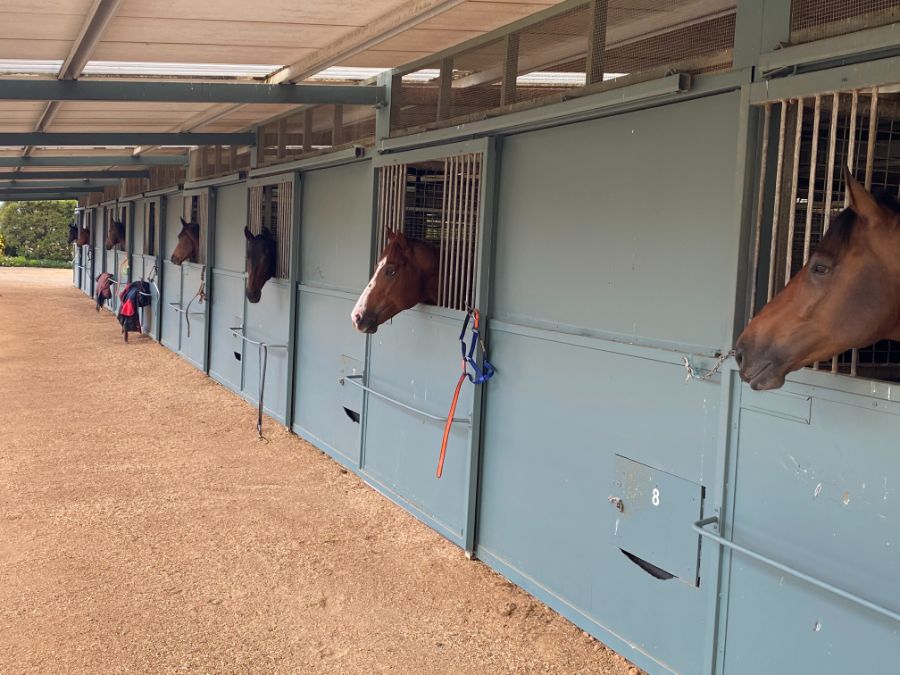 Lofty Thoroughbred Group Pty Ltd | 7/9 Laurie Cleary Ln, Cranbourne VIC 3977, Australia | Phone: 0413 123 711