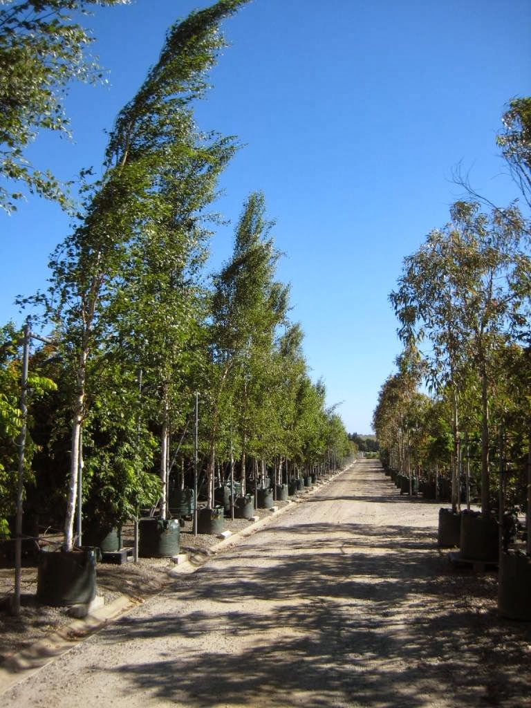 Speciality Trees | 1060 Wellington Rd, Narre Warren East VIC 3804, Australia | Phone: (03) 9554 2000