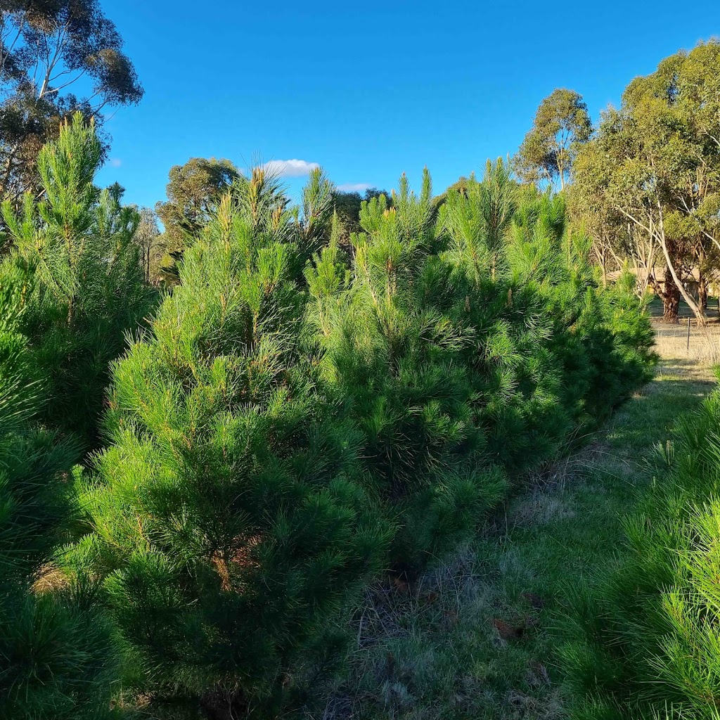 Coal Valley Christmas Trees | 1 Walworth Rd, Richmond TAS 7025, Australia | Phone: 0408 602 315