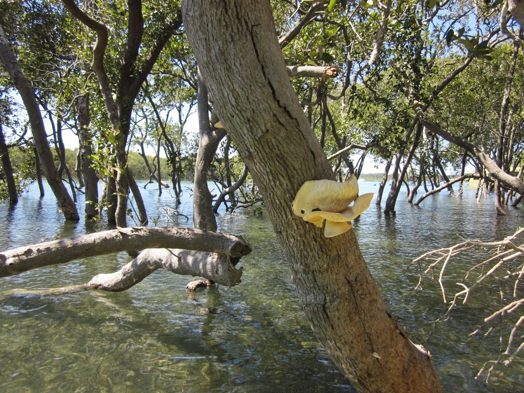 Woregore Nature Reserve | park | Port Macquarie NSW 2444, Australia | 0265885555 OR +61 2 6588 5555