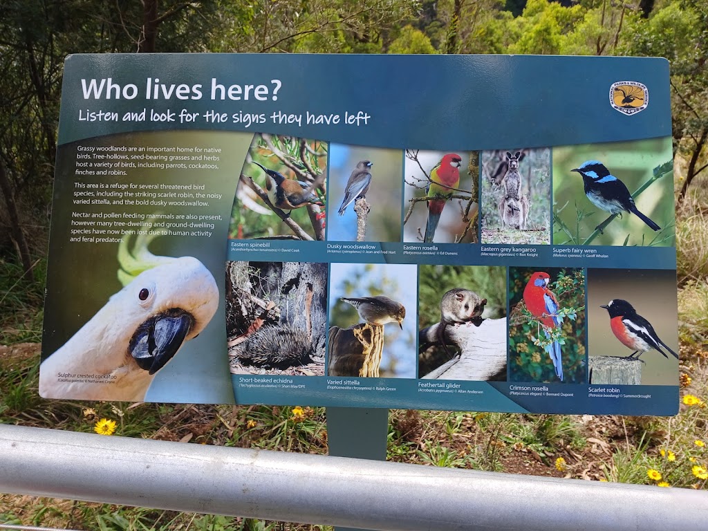 Upper Falls loop walk | Ebor Walking Track, Ebor NSW 2453, Australia | Phone: 1300 072 757
