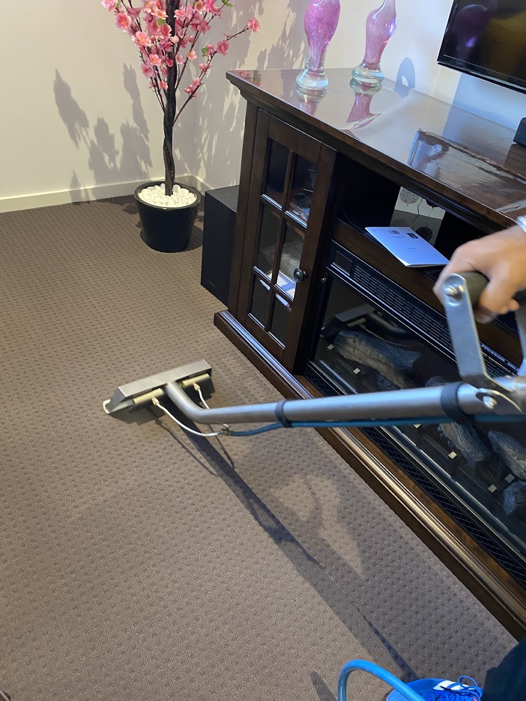 Amazing Carpet Cleaning & Pest Control Services | Rapanea St, Moggill QLD 4070, Australia | Phone: 0477 657 695