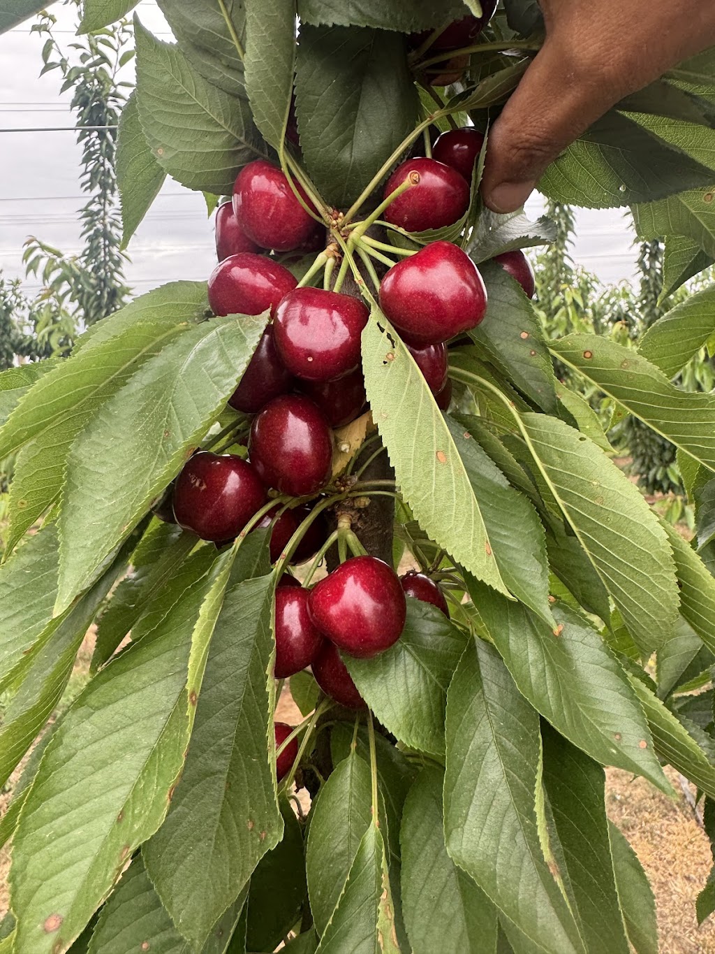 Eren’s Fresh Produce | 990 Craven Rd, Toolamba West VIC 3614, Australia | Phone: 0408 066 321 Eren’s Fresh Produce | 990 Craven Rd, Toolamba West VIC 3614, Australia | Phone: 0408 066 321
