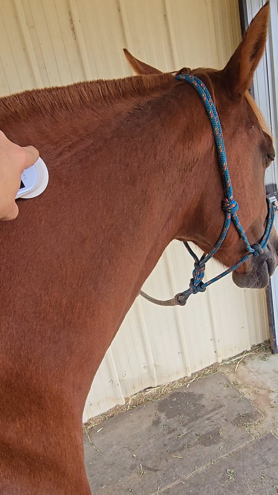 K.Olsen Equine Bodywork | 20 Dog Rocks Rd, Black Springs NSW 2787, Australia | Phone: 0438 510 413