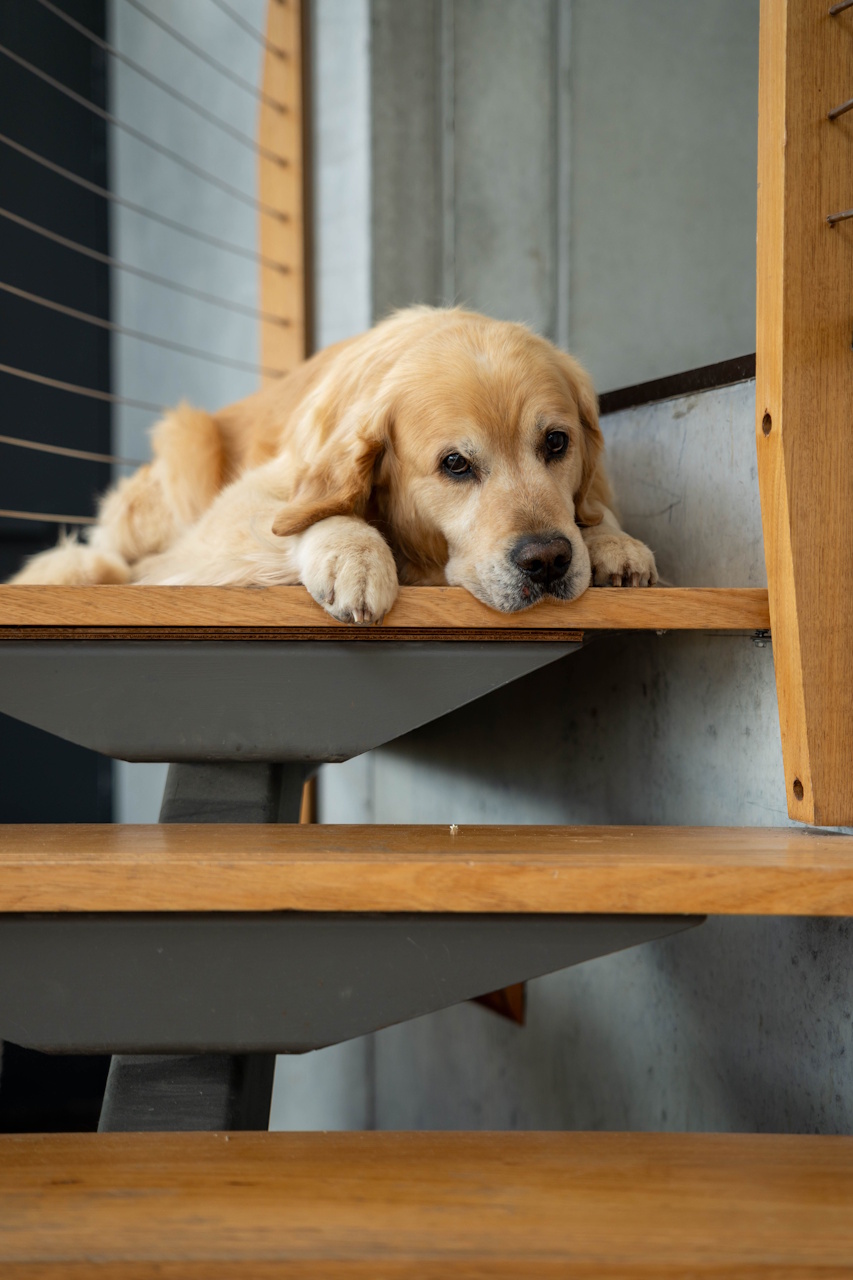 Mabels Lookout | DEntrecasteaux Dr, North Bruny TAS 7150, Australia | Phone: 0419 375 968