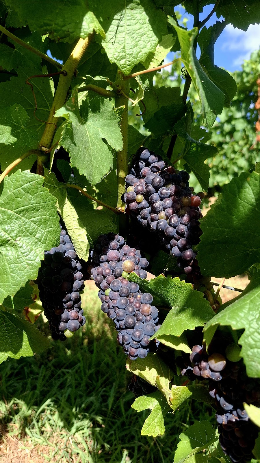 Mandala Wines | 108 Little Yarra Rd, Yarra Junction VIC 3797, Australia | Phone: 0409 809 058