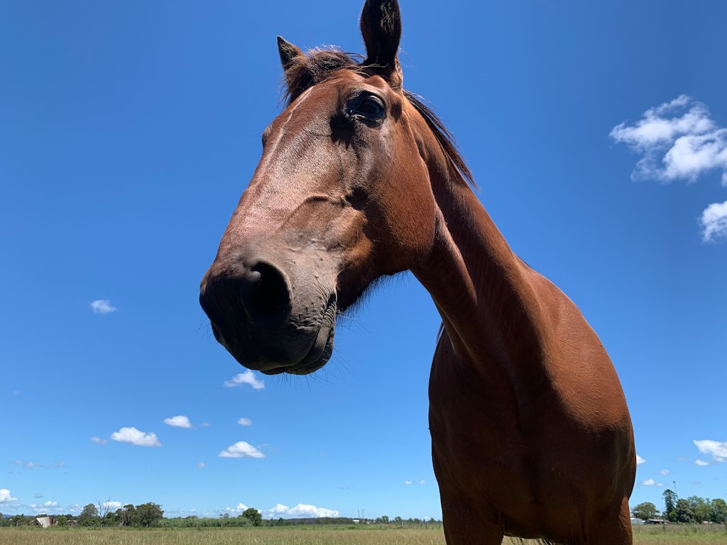 Hold Your Horses Maitland | 100 Louth Park Rd, South Maitland NSW 2320, Australia | Phone: 0425 806 081