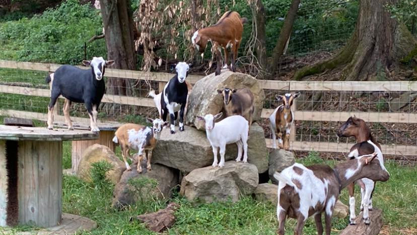 Springhill Farm Miniature Goats | Sheaffes Rd, Dombarton NSW 2530, Australia | Phone: 0427 835 426