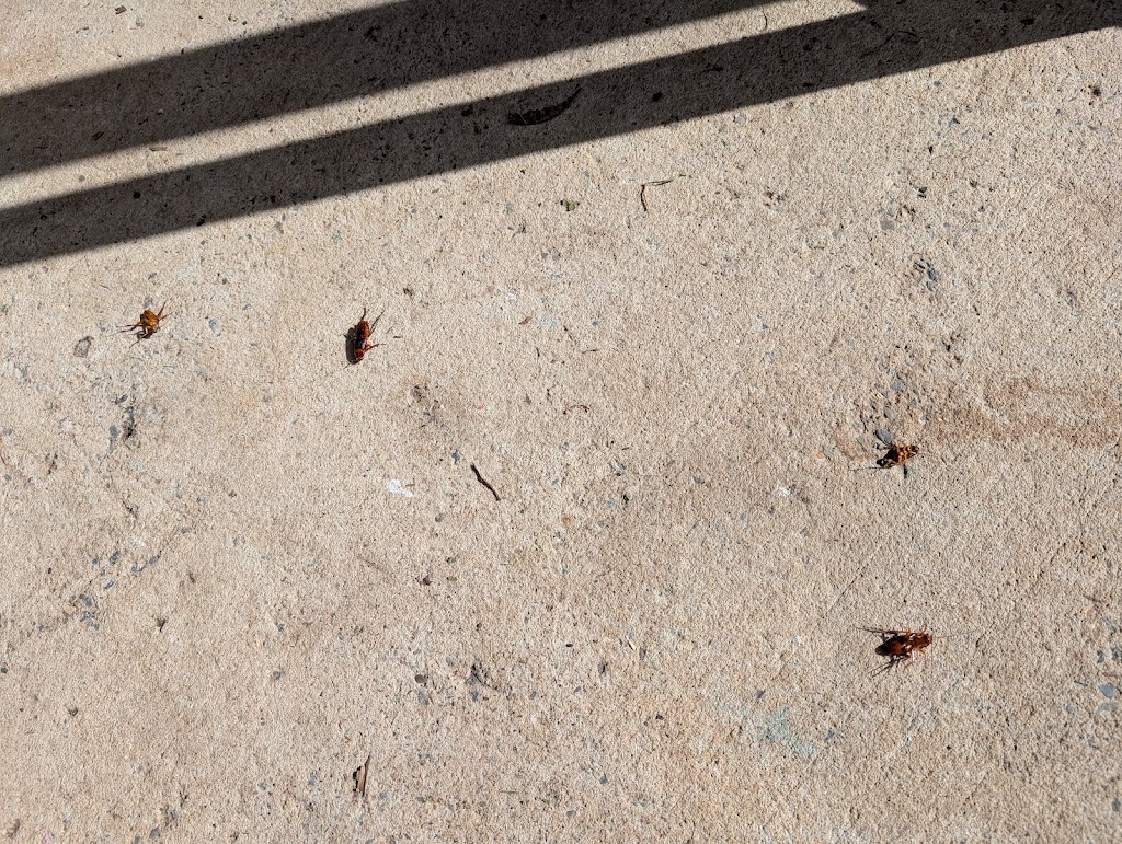 OCG Pest Control Campbelltown | 116 Waminda Ave, Campbelltown NSW 2560, Australia | Phone: (02) 9820 5534