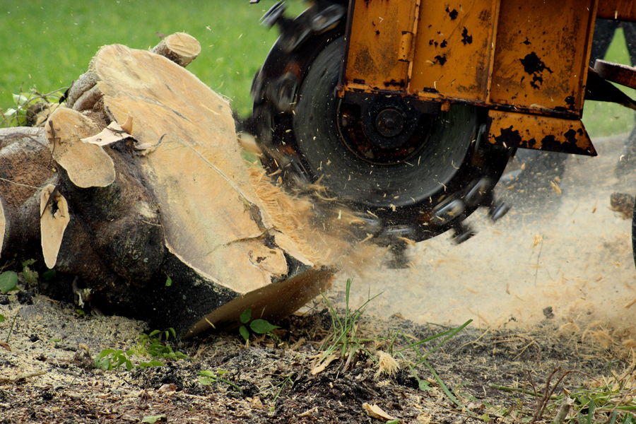 RJS Tree Services | 5 Windsor Way, Falcon WA 6210, Australia | Phone: (08) 9509 6000