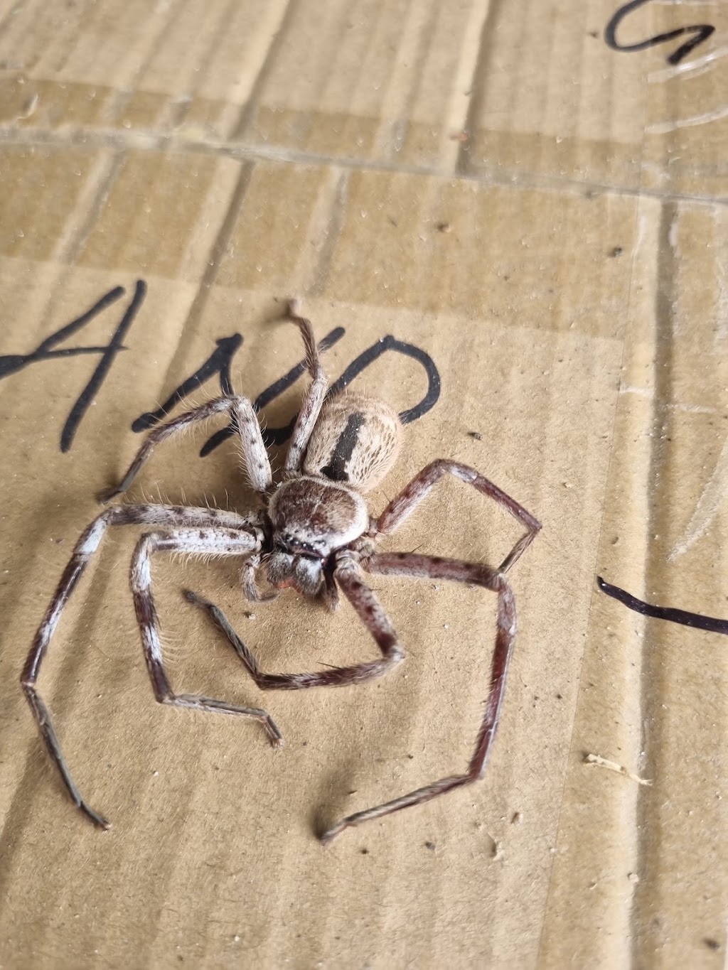 Ticked Off Pests Control and Carpet Cleaning | 39 Fantail Ct, Moorina QLD 4510, Australia | Phone: 0451 730 632