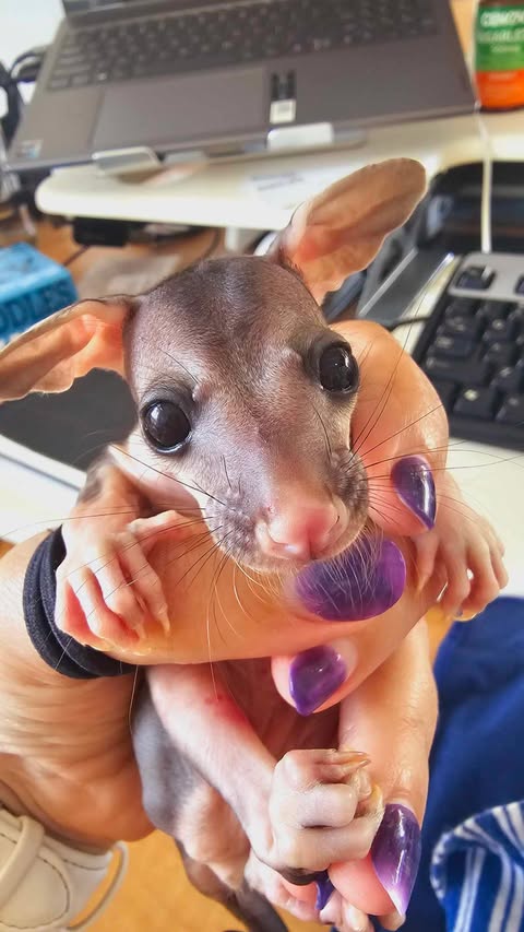 Wildlife Rescue in Redlands Queensland and Surrounds | Fairview St, Victoria Point QLD 4165, Australia | Phone: 0432 108 419