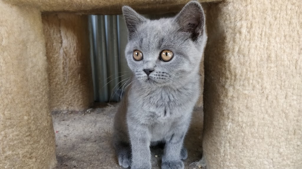 British Shorthair Cyclard Breeder | 5 Botany Ct, Clarinda VIC 3169, Australia | Phone: (03) 9544 6436