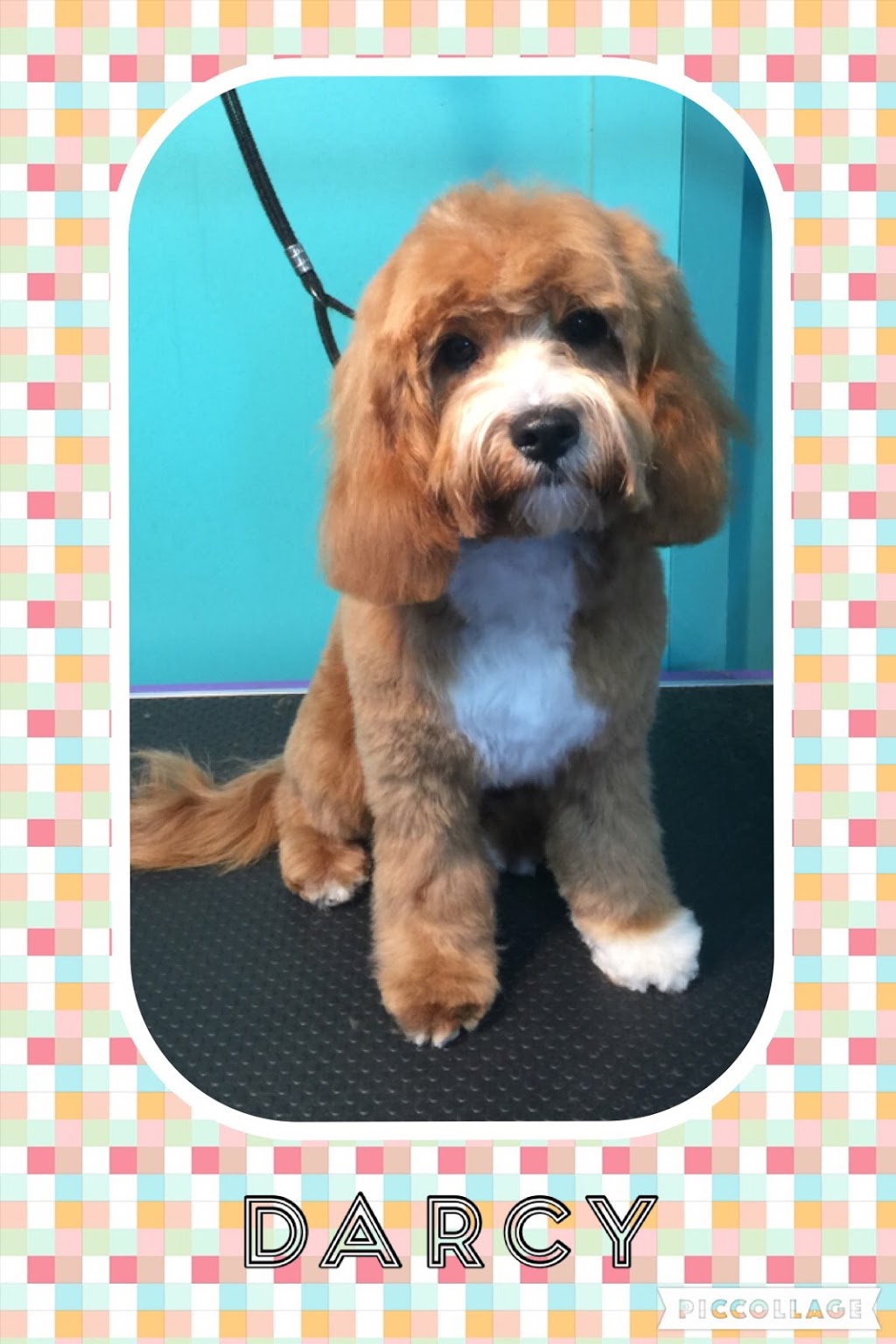 Silhouette Grooming & Pet Supplies | store | 25 Main St, Upwey VIC 3158, Australia | 0397543956 OR +61 3 9754 3956