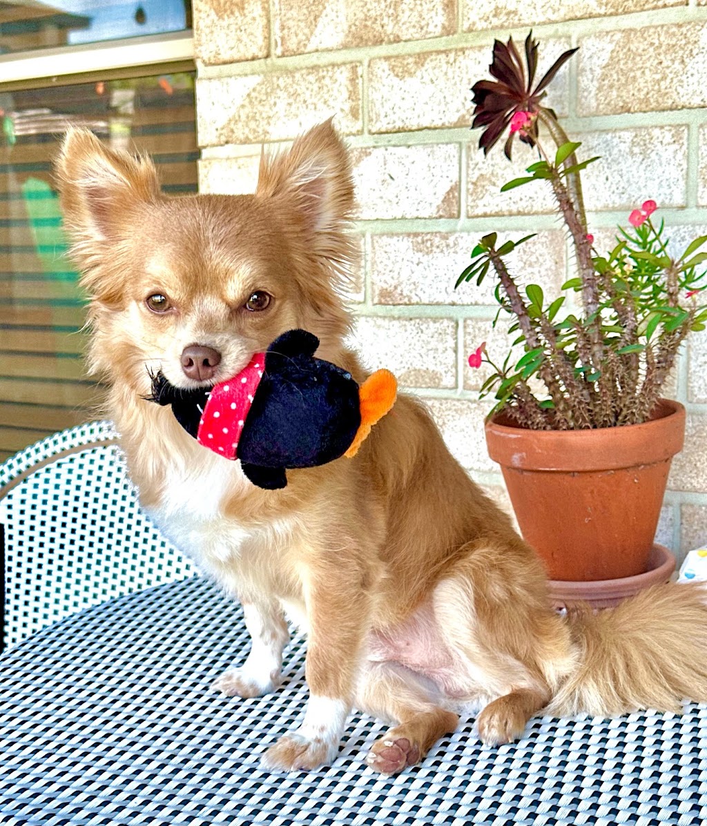Sammy Scissor Hands Professional Dog Grooming | 99 Bayview St, Runaway Bay QLD 4216, Australia | Phone: 0407 886 531