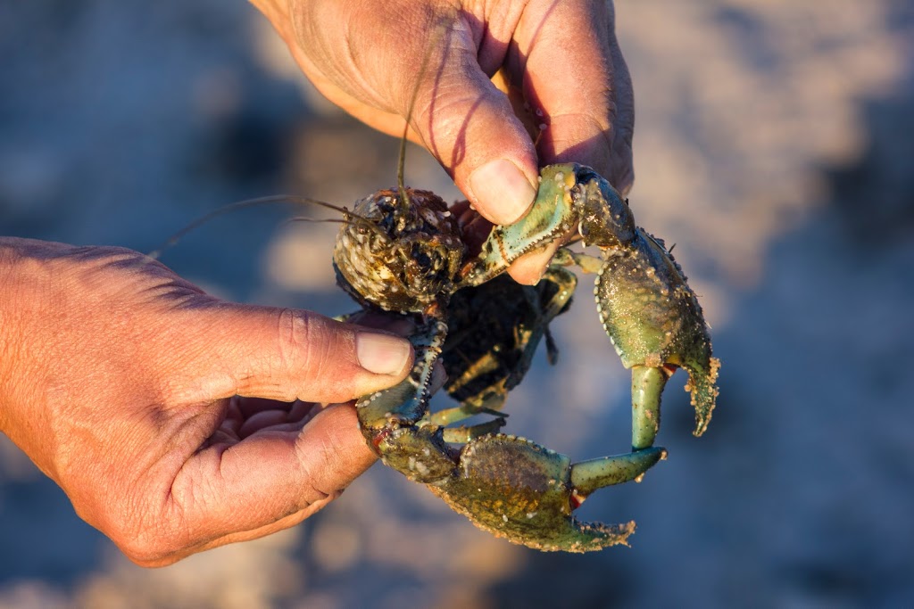 Ochre Arch Farm Tours | Ochre Arch, 761 Goodes Lane, Pinnacle NSW 2810, Australia | Phone: (02) 6343 5105