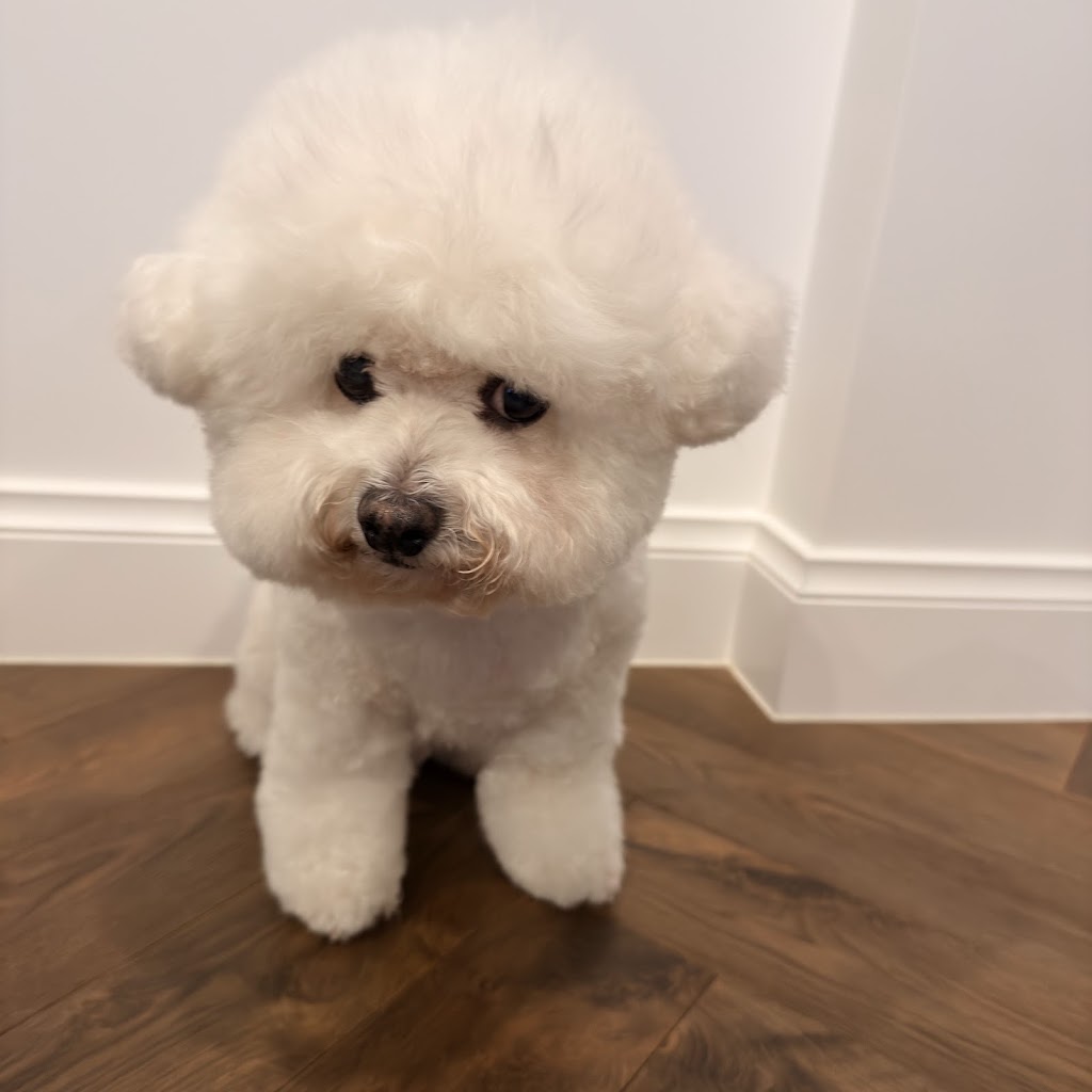 DC PETS | Pet Beauty Salon | 123-125 James St, Templestowe VIC 3106, Australia | Phone: 0411 576 789