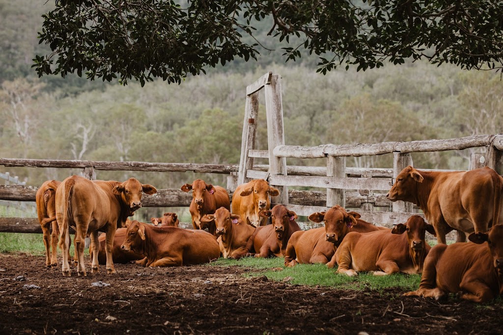 Donaldson Family Sale | 1221 Medway Ducabrook Rd, Lochington QLD 4720, Australia | Phone: 0429 412 804