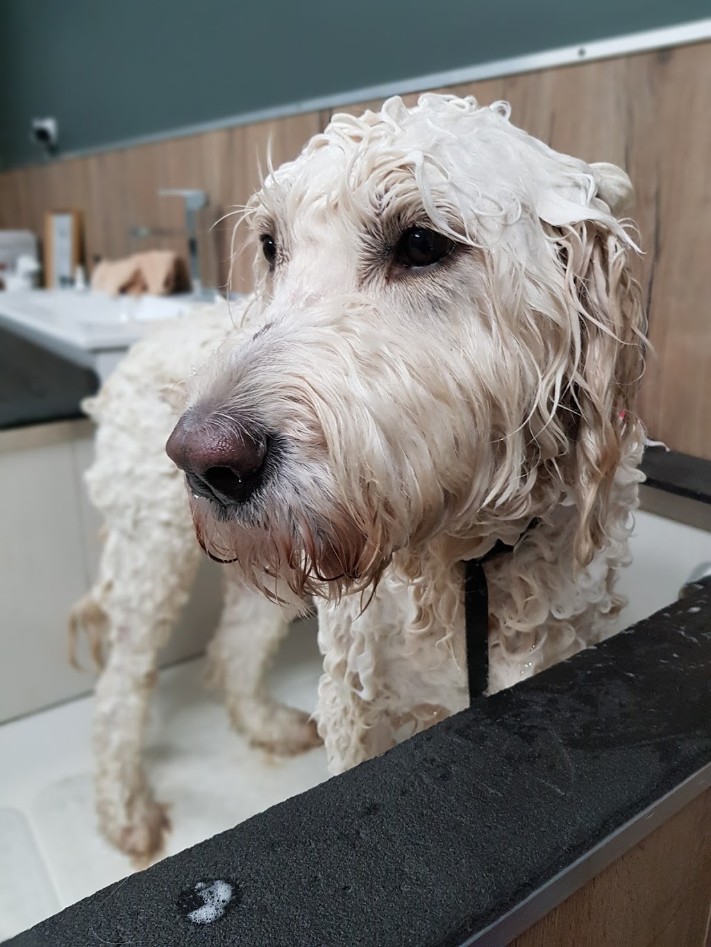 Organix Dog Spa | 1223 Ison Rd, Manor Lakes VIC 3024, Australia | Phone: 0433 495 533