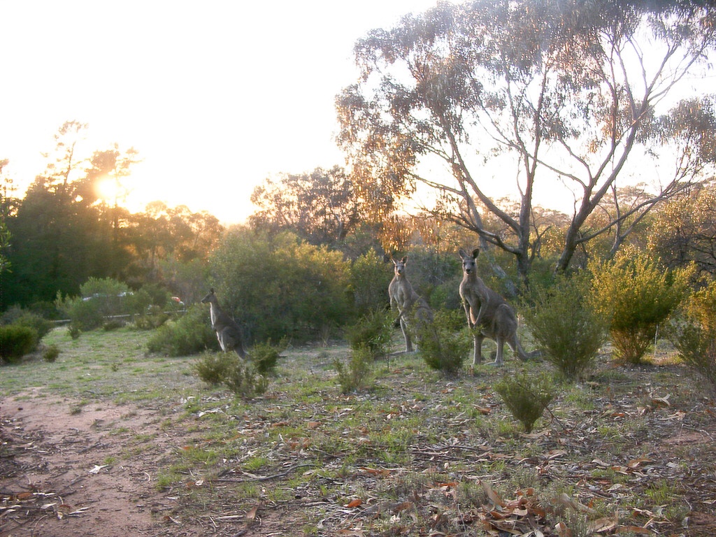 The Pines | Centenary Park Rd, Arapiles VIC 3409, Australia