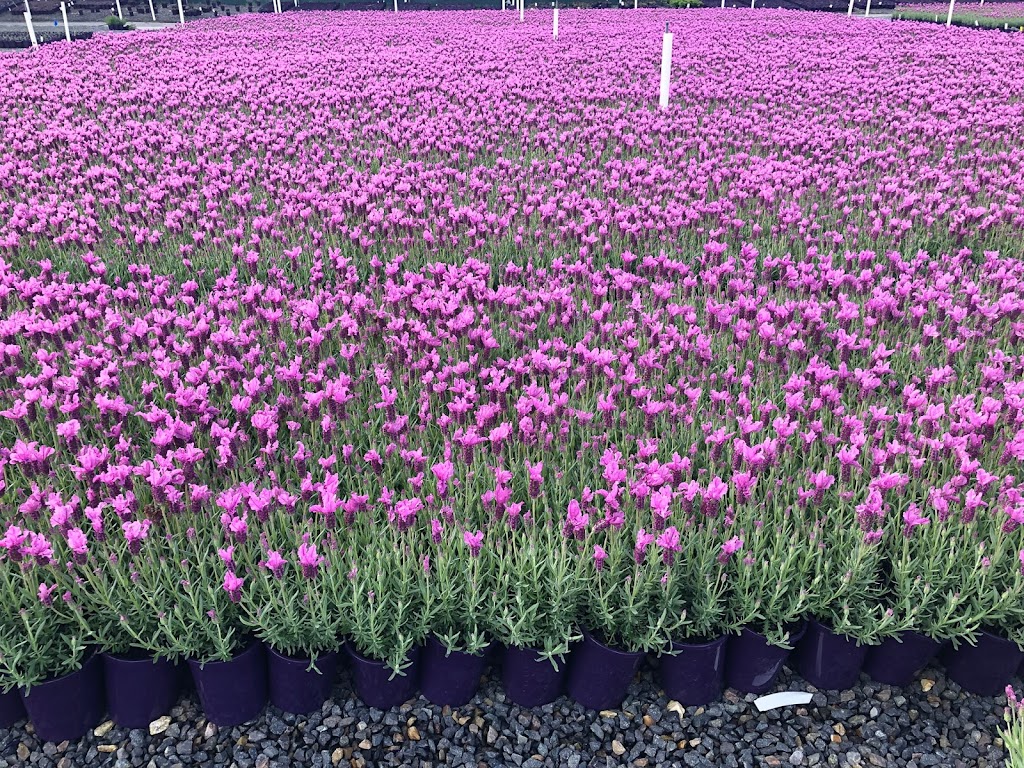 Plant Growers Australia Pty Ltd | 3 Harris Rd, Wonga Park VIC 3115, Australia | Phone: (03) 9722 1444