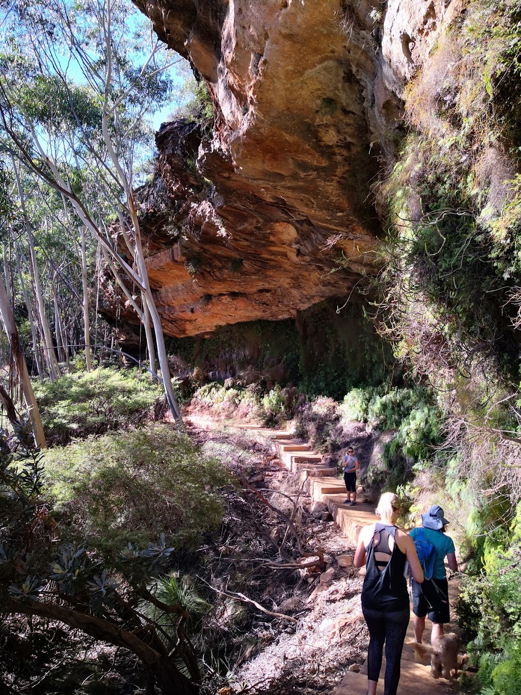 Upper Shipley Crag | gym | Walls Ledge Track, Blackheath NSW 2785, Australia