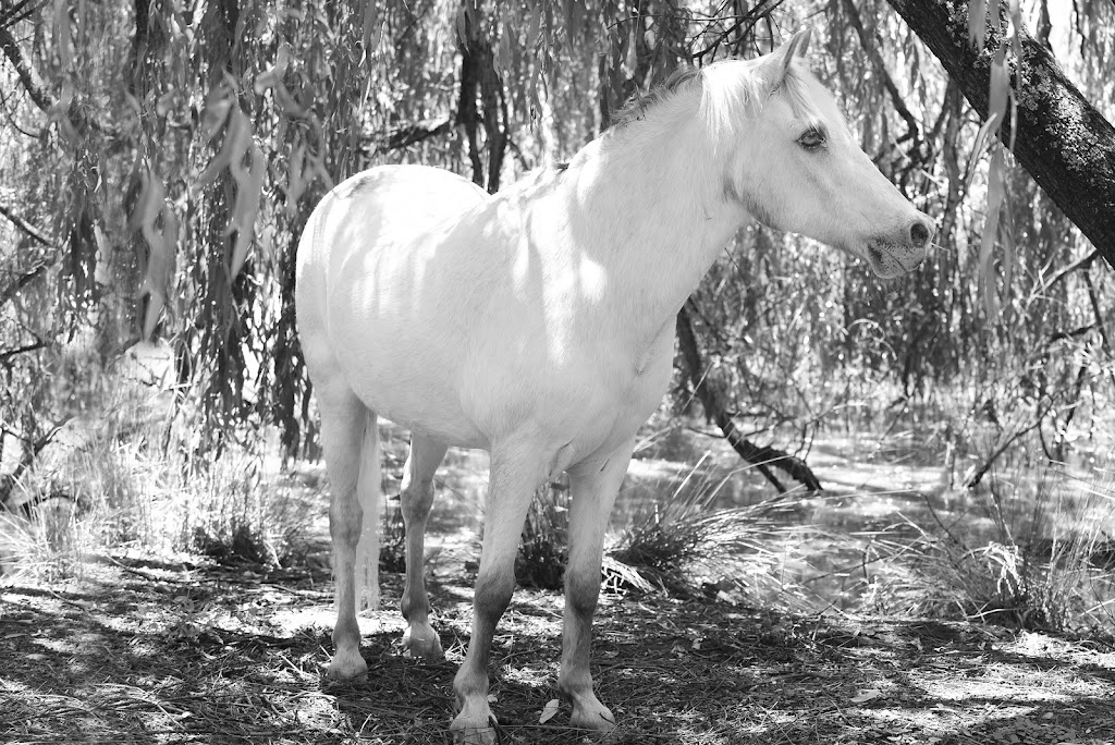Goddess and Horse Equestrian photographic Art | 87 Mollison St, Malmsbury VIC 3446, Australia | Phone: 0466 063 121