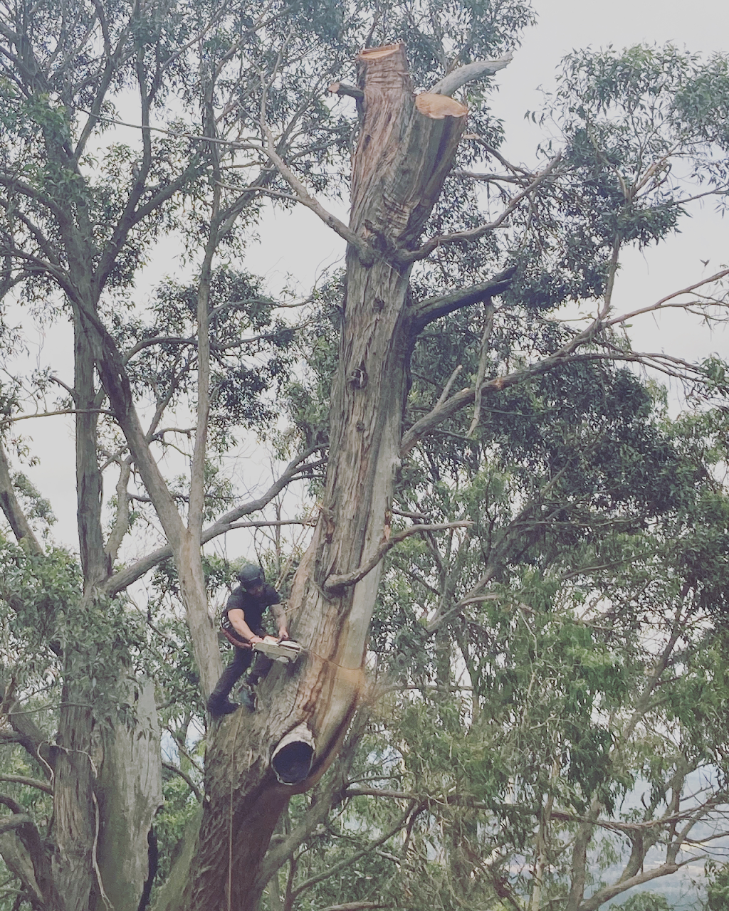 Richmond Tree Specialists | 59/61 Ormond Esplanade, Elwood VIC 3184, Australia | Phone: 0407 071 438