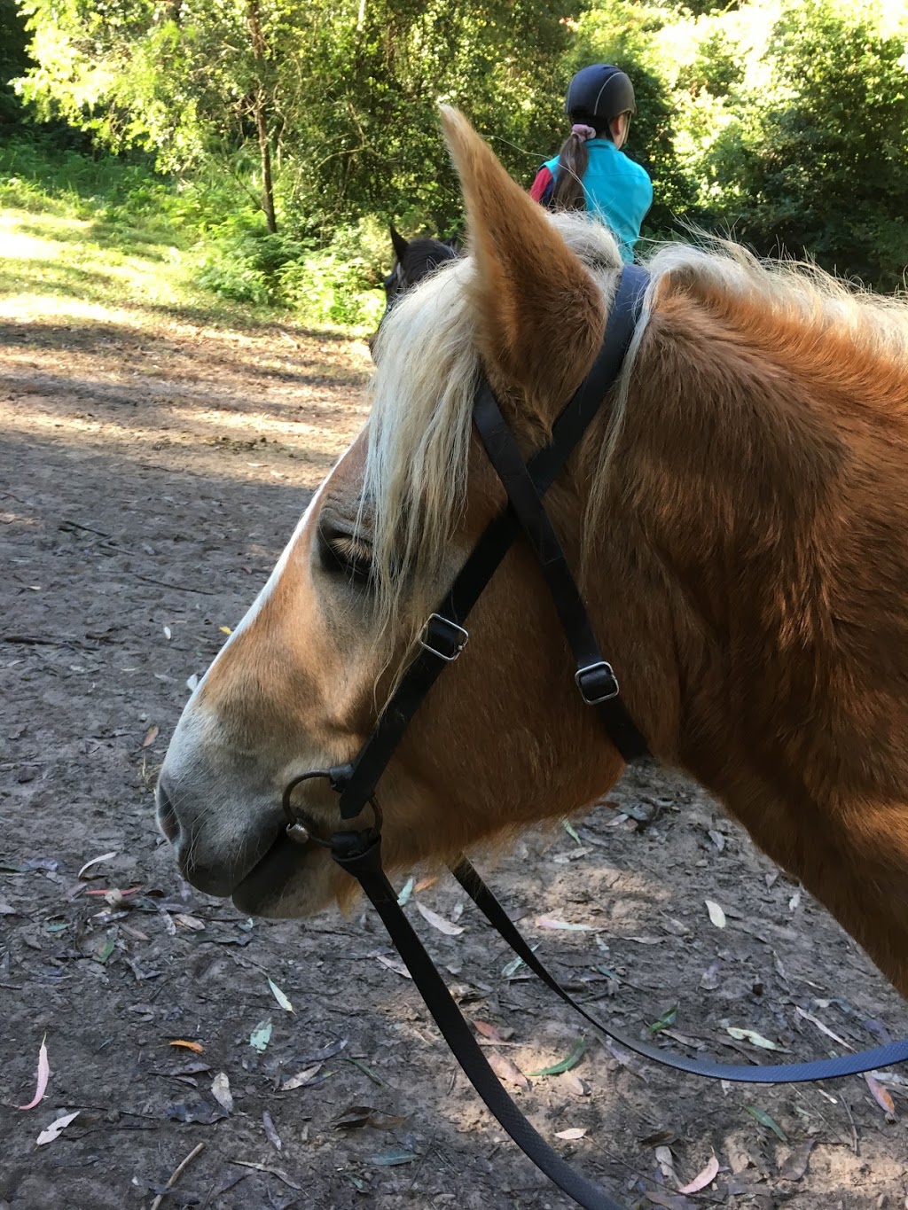 Glenworth Valley Horse Riding | campground | Cooks Rd, Glenworth Valley NSW 2250, Australia | 0243751222 OR +61 2 4375 1222