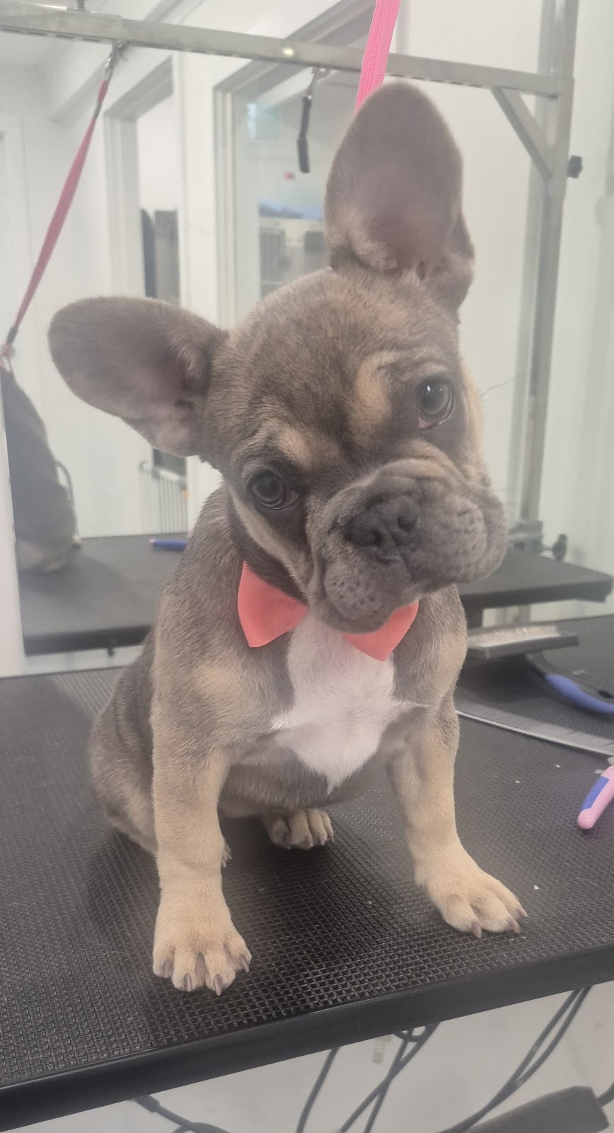 Perfection Pet Styling | 13 Aspen St, South Penrith NSW 2750, Australia | Phone: 0434 034 243
