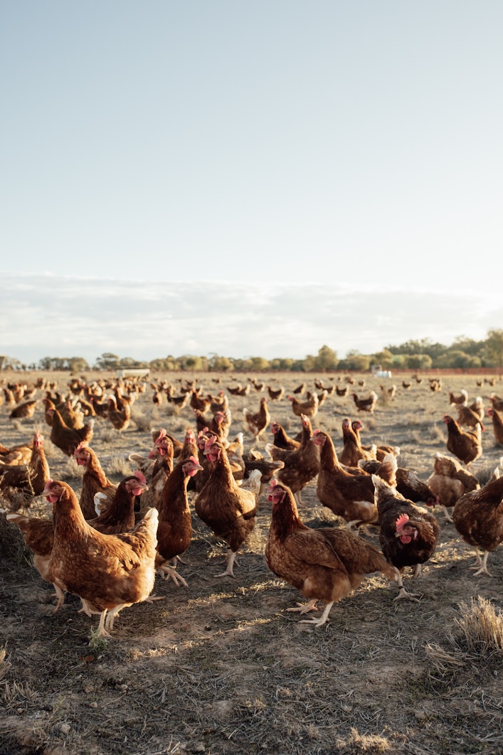 Murrumbidgee Farms | Judds Block, Carrathool NSW 2711, Australia | Phone: 0497 001 269