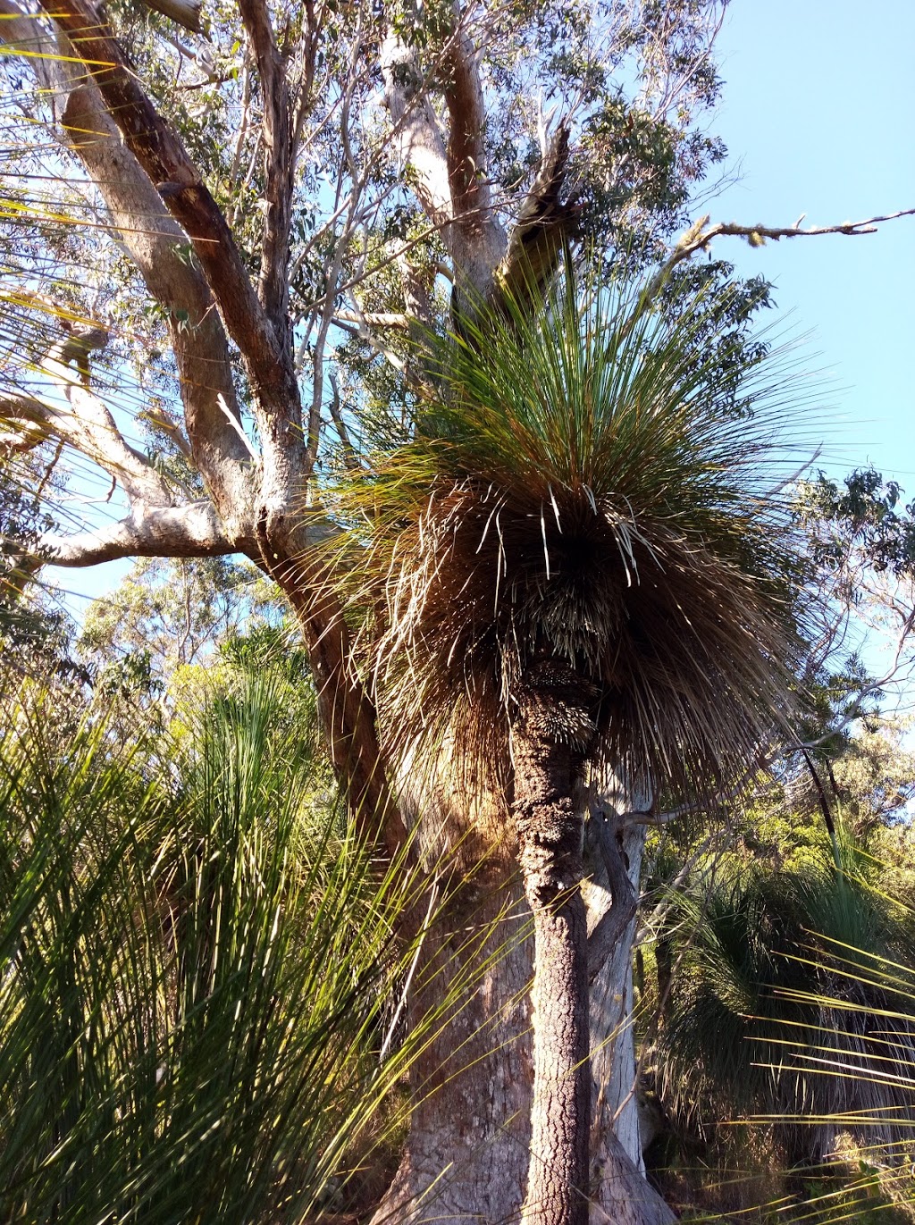 Brummies Lookout | park | Brummies Track, Mount Warning NSW 2484, Australia