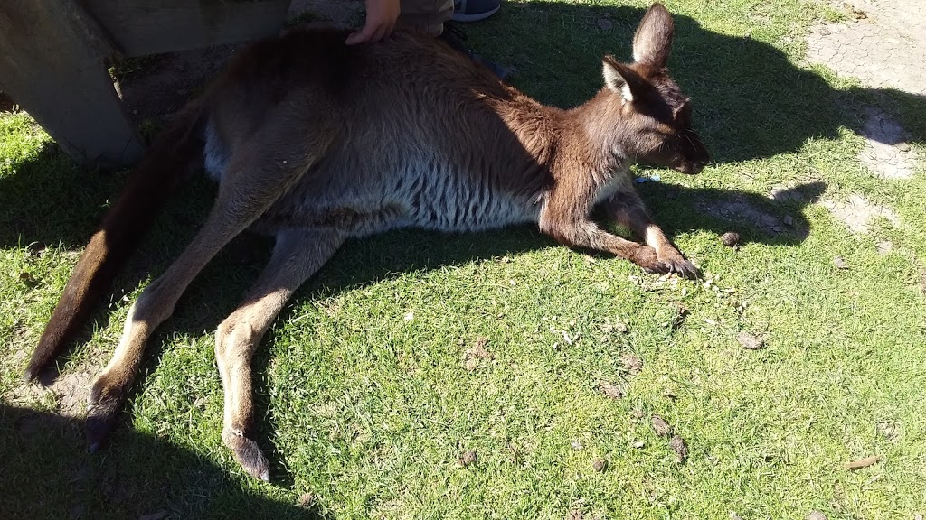 巴拉瑞特野生动物园 | park | Ballarat Wildlife Park、Cnr of York & 澳大利亚, Fussell St, Ballarat East VIC 3350, Australia