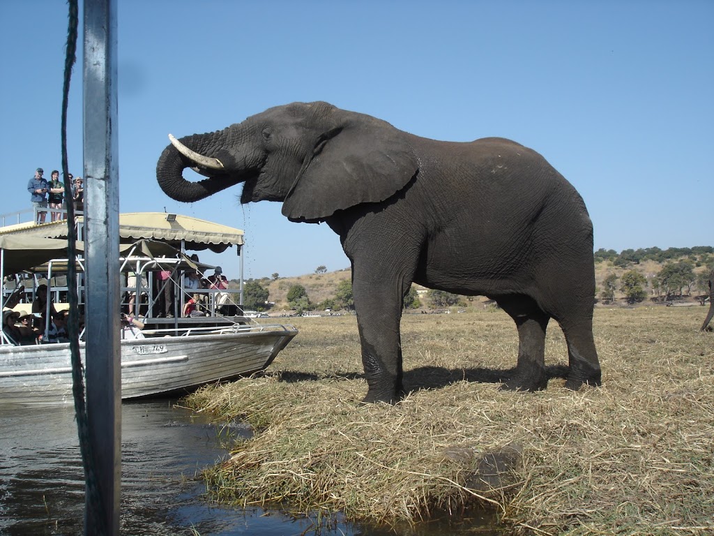 Sasiani African Safaris | travel agency | 176-204 Newman Ln, Delaneys Creek QLD 4514, Australia | 0467076114 OR +61 467 076 114