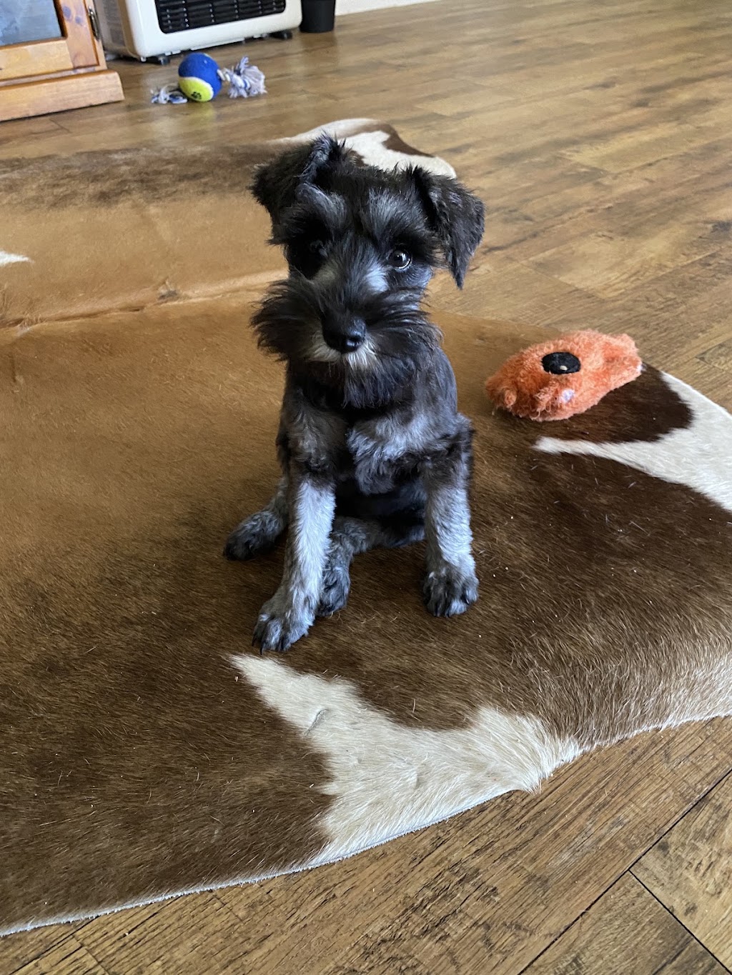 DDP Dog Groomers | 3087 Mendooran Rd, Mollyan NSW 2842, Australia | Phone: 0428 684 477