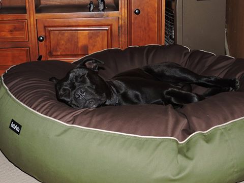 Barka Parka Dog Beds | pet store | 1100 Stud Rd, Rowville VIC 3178, Australia | 0390163394 OR +61 3 9016 3394