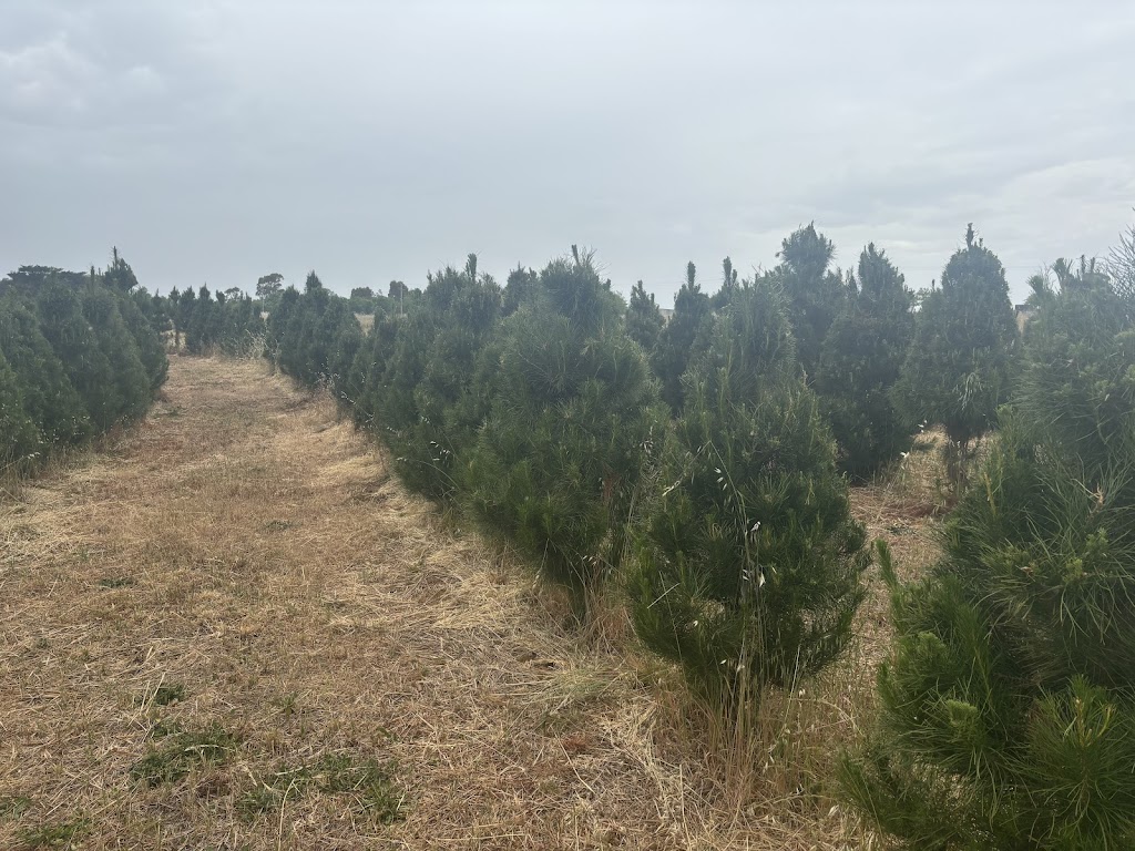 Cardigan Christmas Tree Farm | 10 Powells Rd, Windermere VIC 3352, Australia | Phone: 0491 084 102