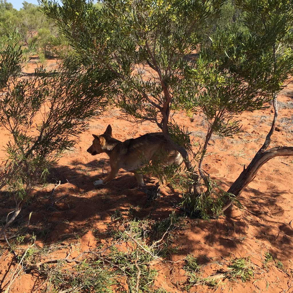 Queensland Feral Pest Eradication | 827 Round Hill Rd, Captain Creek QLD 4677, Australia | Phone: 0447 313 823