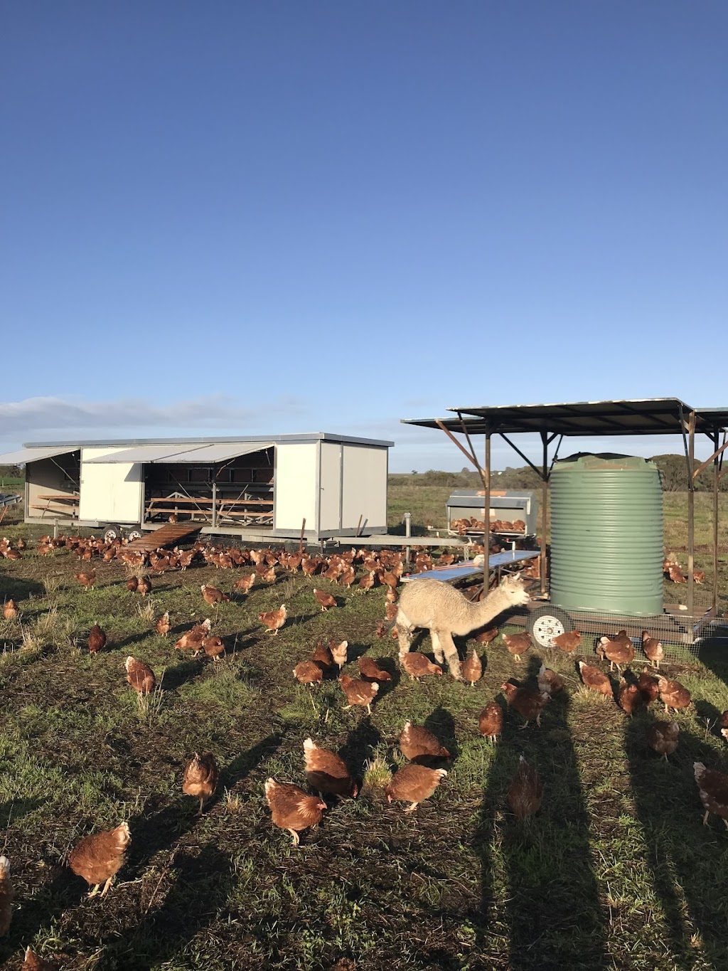 Little Farm Eggs | 380 Corberding Rd, Brookton WA 6306, Australia | Phone: 0411 866 598