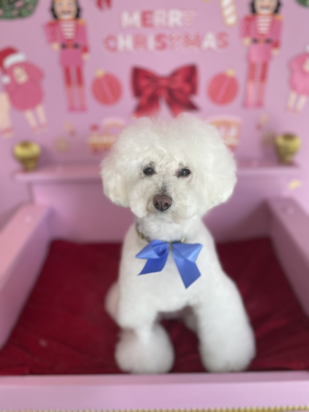 Grooming with Elyse | 235 Cabbage Tree Rd, Williamtown NSW 2318, Australia | Phone: 0493 139 786