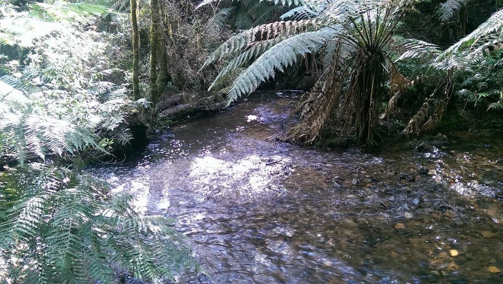 Toolangi State Forest | Sylvia Creek Rd, Toolangi VIC 3777, Australia | Phone: 13 61 86