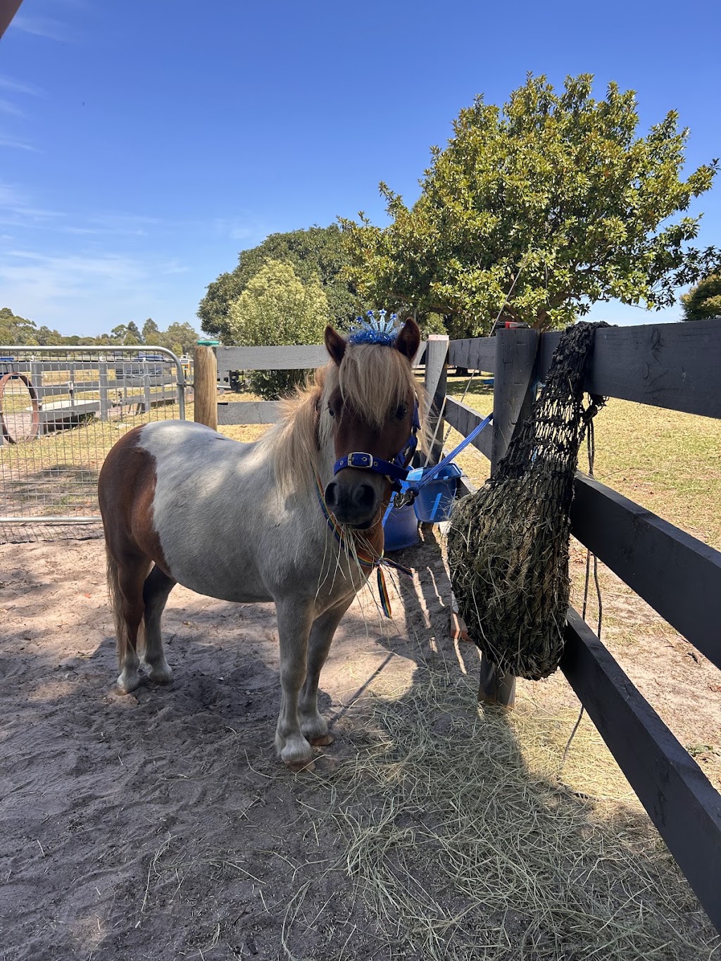 Jasper Equine Assisted Therapy and Counselling | 183 Craig Rd, Pearcedale VIC 3912, Australia | Phone: 0423 764 919