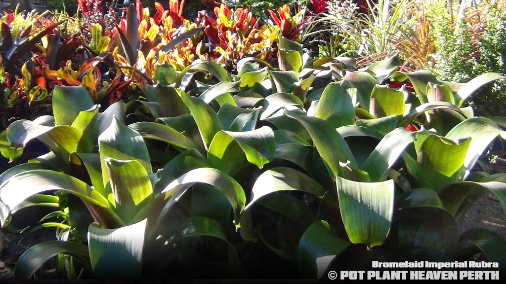 Pot Plant Heaven Perth | store | 191 Westfield Rd, Camillo WA 6111, Australia | 0420493944 OR +61 420 493 944