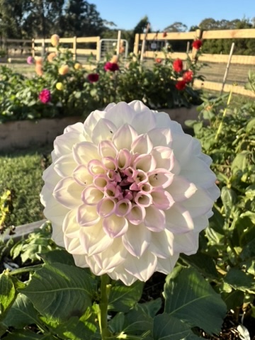 Wattle Bank Patch | 15 Desmond Rd, Wattle Bank VIC 3995, Australia | Phone: 0421 053 513