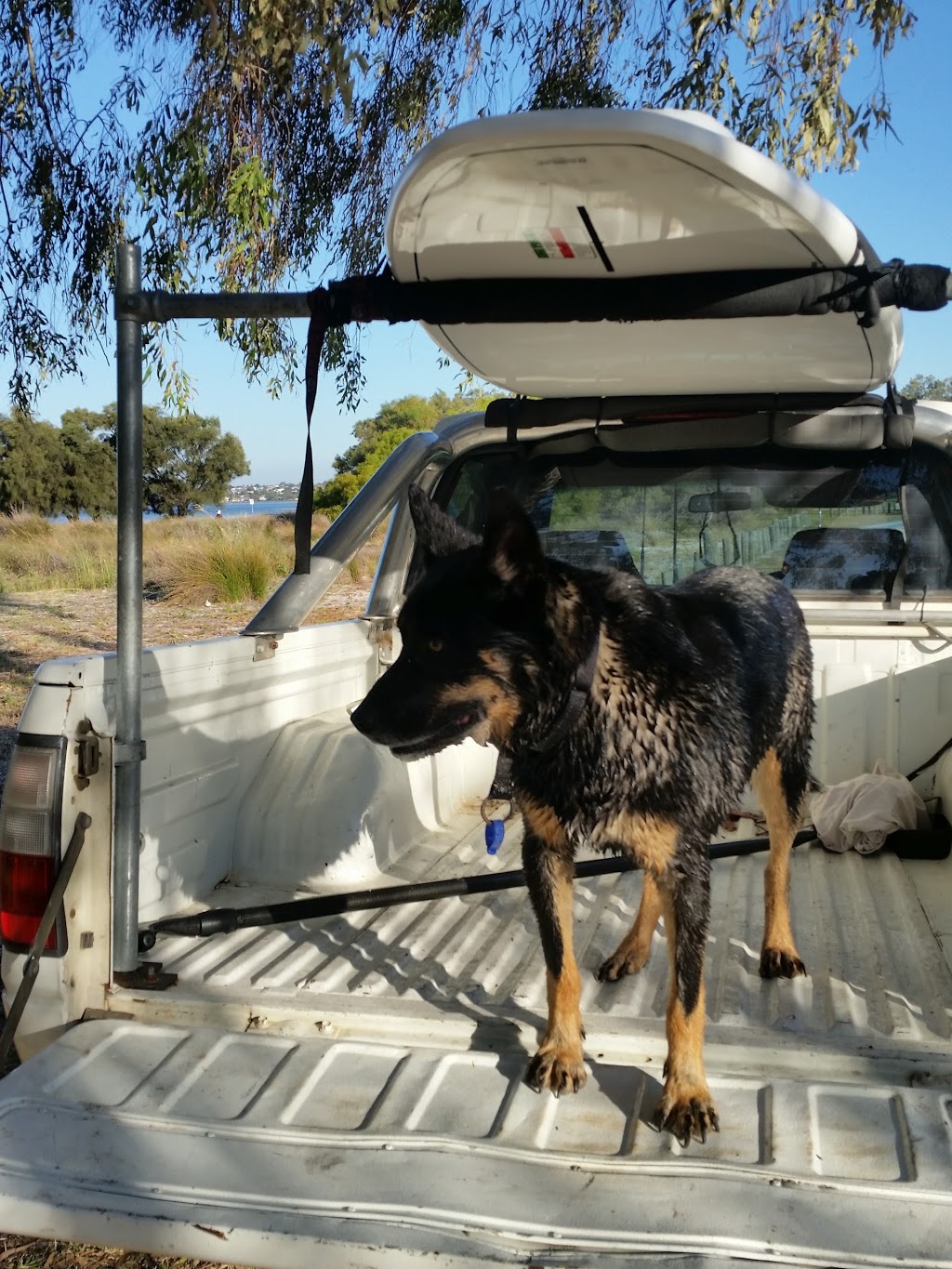 Point Walter Dog Friendly | park | 2/10 Burke Dr, Attadale WA 6156, Australia