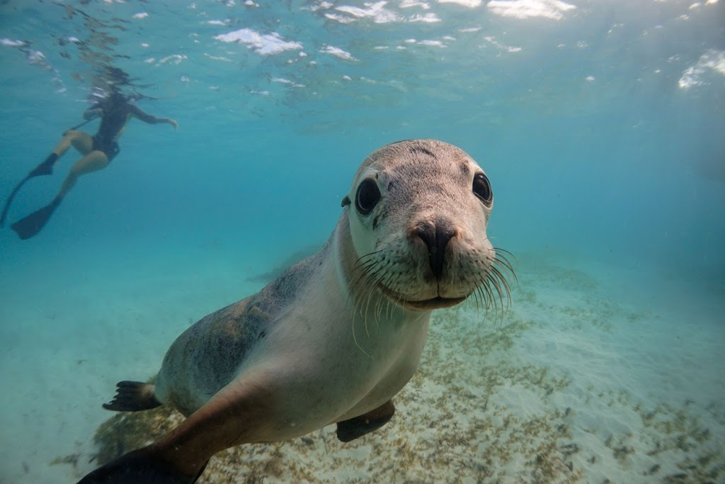 Turquoise Safaris - Sea Lion Tours | travel agency | Boat Harbour, Harbour Dr, Jurien Bay WA 6516, Australia | 0458905432 OR +61 458 905 432